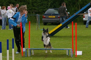 dog agility demo